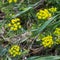 Euphorbia, Spurge, Wulfen Spurge, Euphorbia virgata, leafy spurge, wolf's milk leafy spurge, wolf's milk, green plant