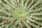 Euphorbia succulent