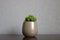 Euphorbia susannae succulent plant growing in vase centered on a shelf
