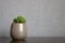 Euphorbia susannae succulent plant growing in vase placed on left side of shelf