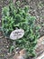Euphorbia tithymaloides or Pedilanthus tithymaloides or Zigzag plant or Devil`s backbone or Redbird cactus plant.