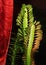 Euphorbia trigona