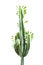 Euphorbia Trigona. Isolated on white background