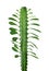 Euphorbia trigona isolated on white background