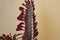 Euphorbia trigona Ruby cactus plant