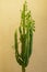 Euphorbia trihedral Euphorbia trigona with central trunk and many side branches and young shoots on background of yellow wall