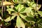 Euphorbia umbellata, African Milkbush