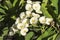 Euphorbia white flowers