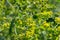 Euphoria spurge green flowers with morning dew