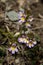 Euphrasia minima; alpine flowers on the Pizol