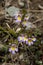 Euphrasia minima; alpine flowers on the Pizol