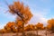 Euphrates poplar in desert