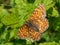Euphydryas aurinia butterfly