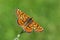 Euphydryas aurinia, The Marsh Fritillary butterfly , butterflies of Iran