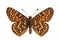 Euphydryas editha