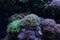 Euphyllia frogspawn coral