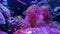 Euphyllia glabrescens Fungiids pink mushroom coral