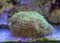 Euphyllia green torch lps coral in marine aquarium.