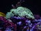 Euphyllia hammer coral in marine aquarium