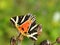 Euplagia quadripunctaria, Jersey Tiger