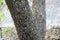 Euplagia quadripunctaria rhodosensis resting on an Oriental Sweetgum tree trunk in the Petaloudes Valley.