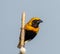 Euplectes afer Yellow-crowned bishop Close Up