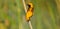 Euplectes afer Yellow-crowned bishop Close Up