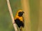 Euplectes afer Yellow-crowned bishop Close Up