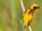 Euplectes afer Yellow-crowned bishop Close Up