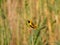 Euplectes afer Yellow-crowned bishop Close Up