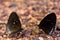 Euploea core butterflys gathering water on the rock floor