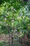 Eupomatia laurina R.Br.World flora