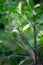 Eupomatia laurina R.Br.World flora