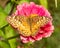 Euptoieta claudia, Variegated Fritillary butterfly