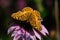 Euptoieta Claudia or variegated fritillary on Echinacea flower.