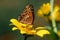 Euptoieta Claudia or variegated fritillary on perennial sunflower.