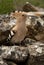 Eurasia Hoopoe or Common Hoopoe Upupa epops, perched on the rocks