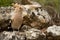 Eurasia Hoopoe or Common Hoopoe Upupa epops, perched on the rocks