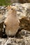 Eurasia Hoopoe or Common Hoopoe Upupa epops, perched on the rocks