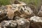Eurasia Hoopoe or Common Hoopoe Upupa epops, perched on the rocks