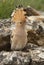 Eurasia Hoopoe or Common Hoopoe Upupa epops, perched on the rocks