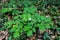 Eurasian baneberry (Actaea spicata