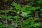 Eurasian baneberry with flower, Actaea spicata.Eurasian baneberry Actaea spicata blooming in the forest