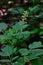 Eurasian baneberry with flower, Actaea spicata.Eurasian baneberry Actaea spicata blooming in the forest