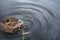 Eurasian beaver eating in water