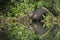 Eurasian beaver gnawing a branch and feeding on a riverside