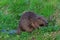 Eurasian beaver in the grass at dusk.