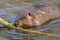 Eurasian beaver nibbling on a branch