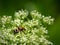 A Eurasian bee beetle sitting on a white flower