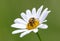 Eurasian bee beetle Trichius fasciatus collects daisy honey